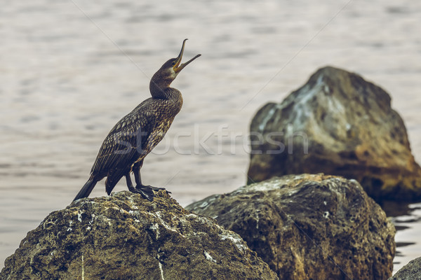 Great cormorant Stock photo © photosebia