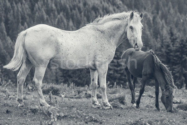 白 母馬 駒子 警惕 阿爾卑斯山的 商業照片 © photosebia