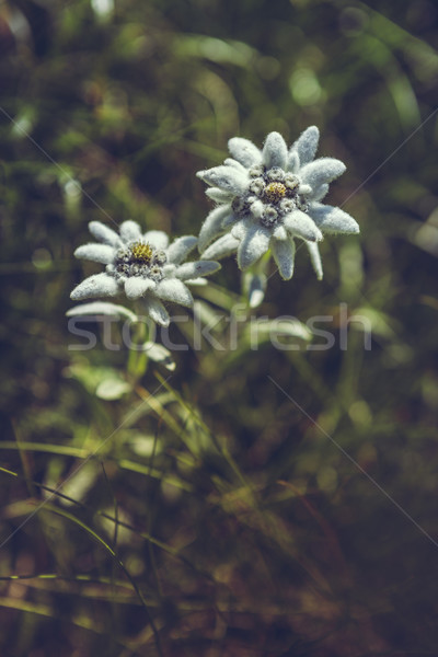 Kwiaty dwa chroniony rzadki lata Zdjęcia stock © photosebia