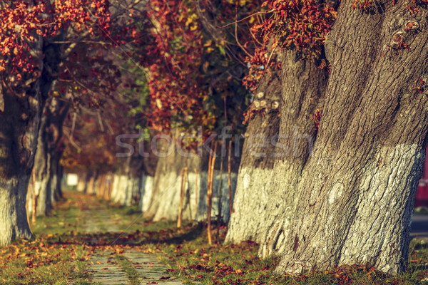 穏やかな 秋 風景 路地 カバー ストックフォト © photosebia