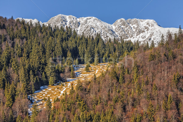 Park Romania hegyek fedett hó tavasz Stock fotó © photosebia