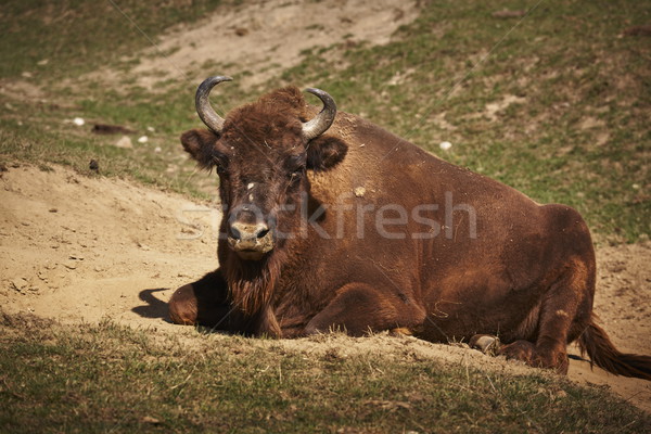 European bison  female Stock photo © photosebia