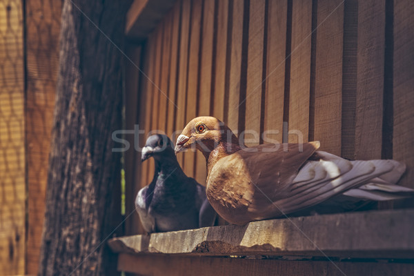 Coppia riposo legno natura uccello Foto d'archivio © photosebia