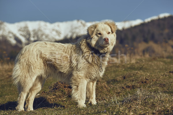 Alert white furry sheepdog Stock photo © photosebia