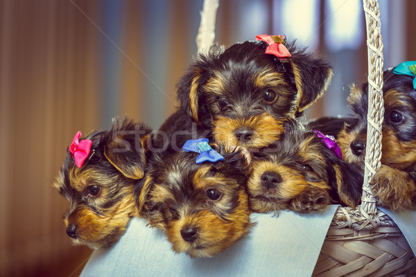 Yorkshire terrier filhotes de cachorro cesta cinco adorável Foto stock © photosebia