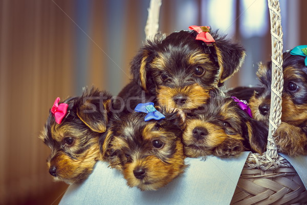 Foto stock: Yorkshire · terrier · filhotes · de · cachorro · cesta · cinco · adorável