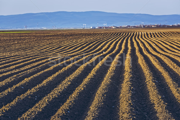 Furrows rows in potatoes field Stock photo © photosebia