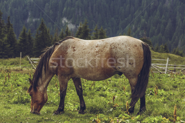 Roan bay stallion grazing Stock photo © photosebia