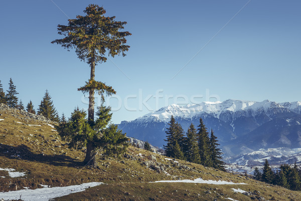 Stock photo: Bucegi mountains seen from Zanoaga meadow, Piatra Craiului Natio