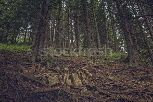 Bos rotsen sparren pine wortels schaduwrijk Stockfoto © photosebia