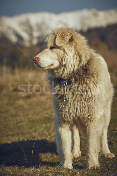Benachrichtigung weiß Schäferhund kostenlos Metall Stock foto © photosebia