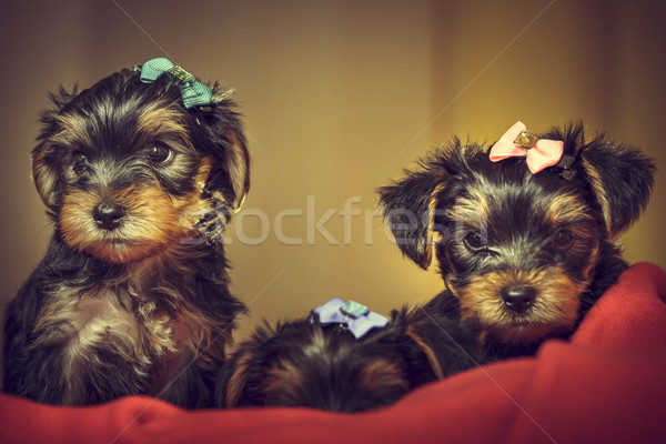 Dois yorkshire terrier cão filhotes de cachorro curioso Foto stock © photosebia