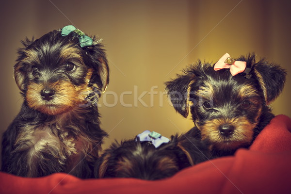 Two Yorkshire terrier dog puppies Stock photo © photosebia