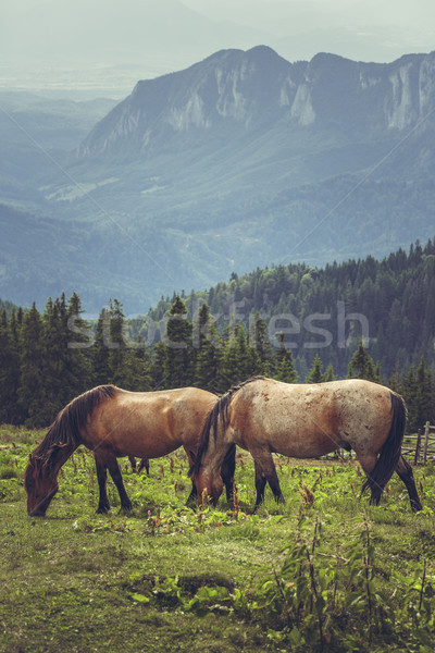 Pár lovak gesztenye alpesi testtartás hegyek Stock fotó © photosebia