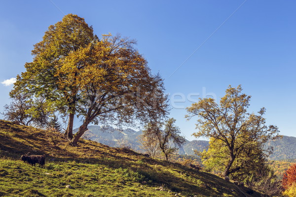 秋 風景 家畜 穏やかな 晴れた ストックフォト © photosebia