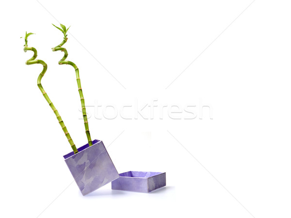 Stock photo: Gift box with bamboo  stems