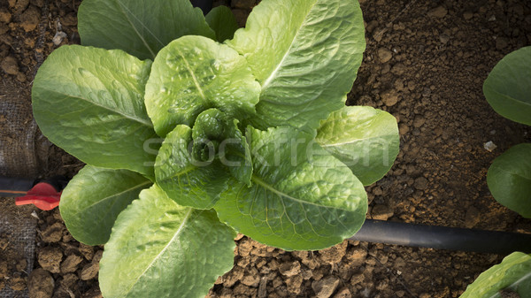 Lettuce plant Stock photo © photosil