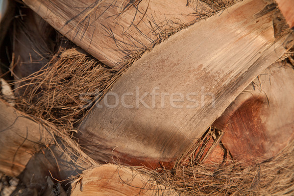 Palma madeira fundo planta tropical Foto stock © photosil