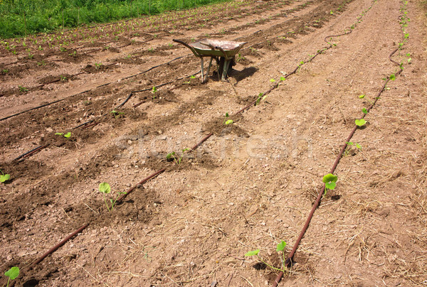 Truck in agricultural garden with drip irrigation Stock photo © photosil