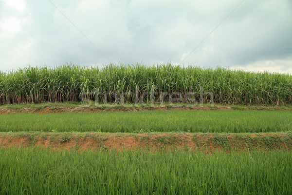 Panorama campo erba verde farm Foto d'archivio © photosoup