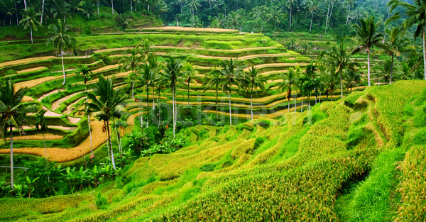Riso panorama terrazza campo bali Indonesia Foto d'archivio © photosoup