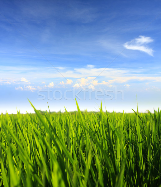 Iarba verde Blue Sky câmp nori iarbă natură Imagine de stoc © photosoup