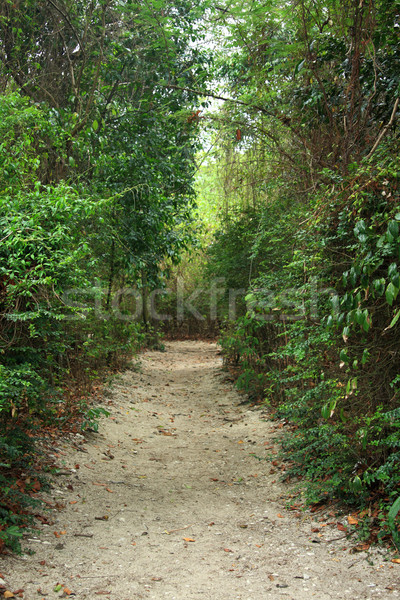 Natural umbla cale grădină rutier natură Imagine de stoc © photosoup