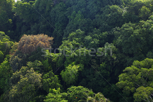 Shot pădure natural pădurile tropicale Imagine de stoc © photosoup