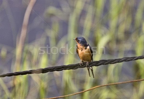Stock photo: Barn Swallow on Wire