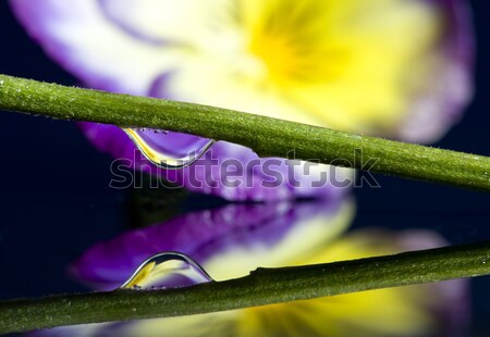 Foto stock: Macro · gota · de · agua · reflexión · flor · agua