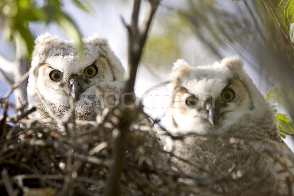 Great Horned Owl Babies Owlets in Nest Stock photo © pictureguy