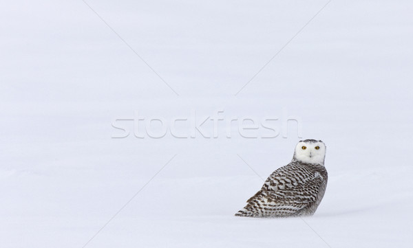 Snowy Owl in Winter Stock photo © pictureguy