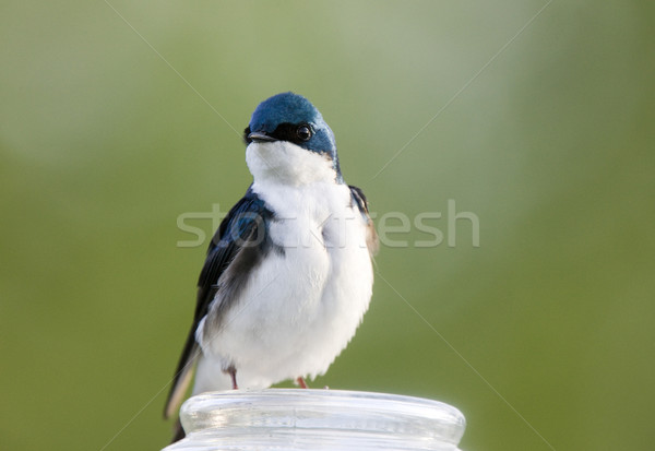 Tree Swallow Stock photo © pictureguy