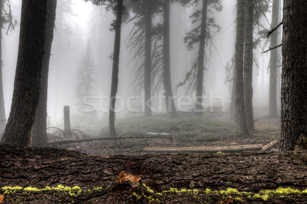 ヨセミテ国立公園 豊かな 森林 山 公園 谷 ストックフォト © pictureguy