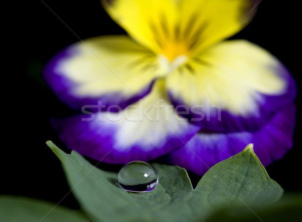 Pansy close up Stock photo © pictureguy