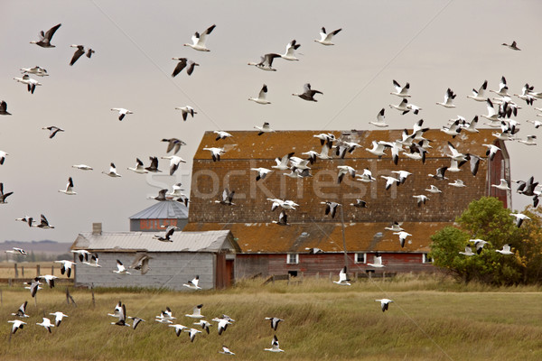 Schnee Gänse Flug ländlichen Saskatchewan Stock foto © pictureguy