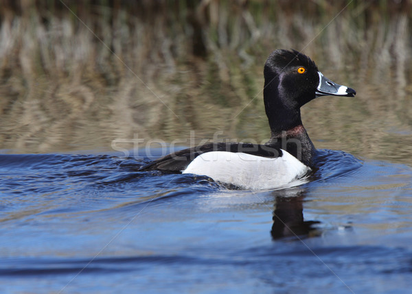 Foto stock: Anel · pato · beira · da · estrada · pássaro · digital · natação