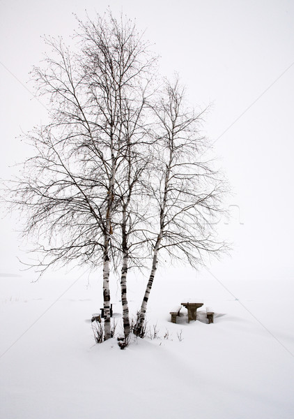 Aspen Trees Canada Stock photo © pictureguy