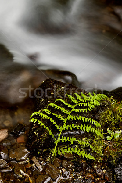 Fiume Oregon offuscata felci lussureggiante Foto d'archivio © pictureguy