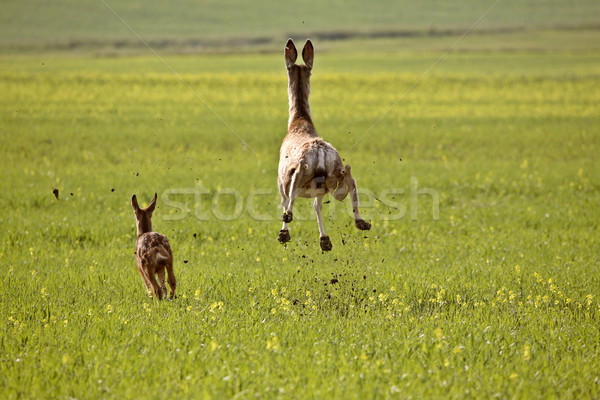 Foto d'archivio: Cervo · fulvo · saskatchewan · campo · colore · digitale