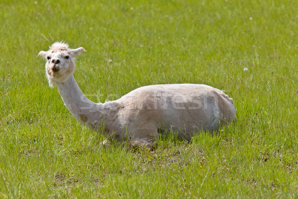 Shaved Sheared Llama Stock photo © pictureguy