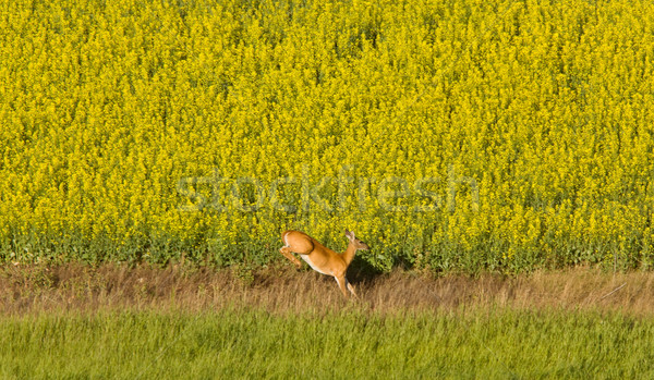 Deer running in canola mustard field Stock photo © pictureguy