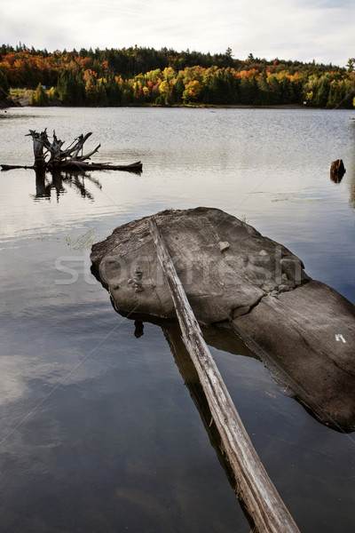 парка Онтарио осень осень цветами лес Сток-фото © pictureguy