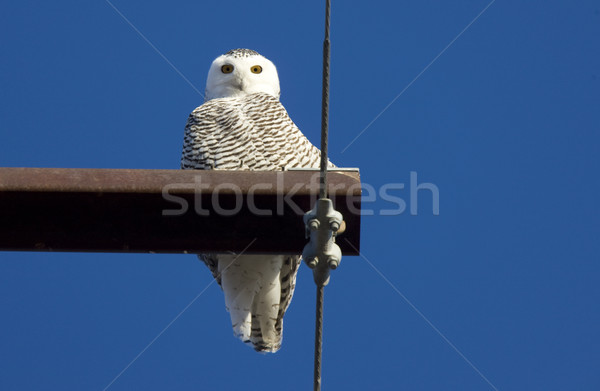 Snowy Owl Perched Stock photo © pictureguy
