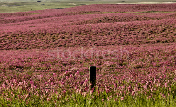 Rózsaszín virág lucerna termény Saskatchewan Kanada Stock fotó © pictureguy
