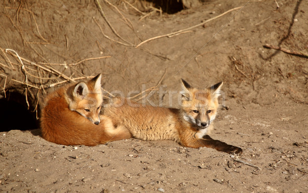 Stock photo: Red Fox pups outside their den