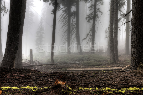 Yosemite National Park Stock photo © pictureguy