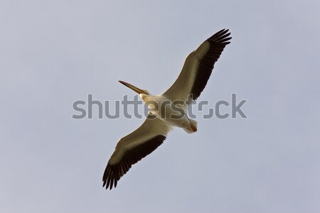 American White Pelican in Flight Canada Stock photo © pictureguy