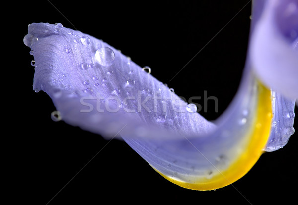 Stockfoto: Iris · macro · waterdruppels · studio · voorjaar