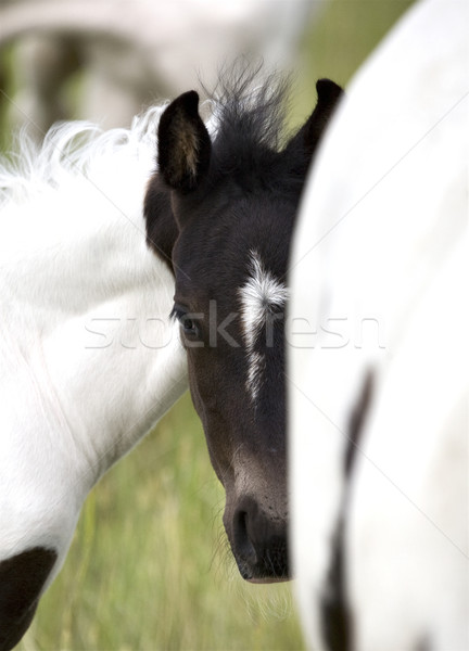Cavalo égua saskatchewan campo belo Foto stock © pictureguy